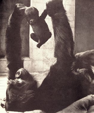 Gorilla met jong