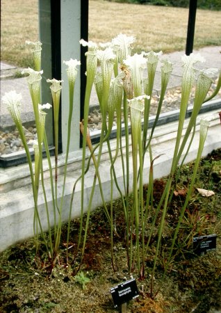 Vleesetende planten in Kew Gardens