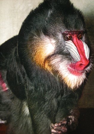 Mandril