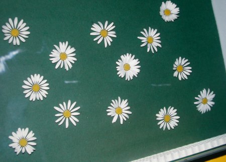 Variatie bij margrieten