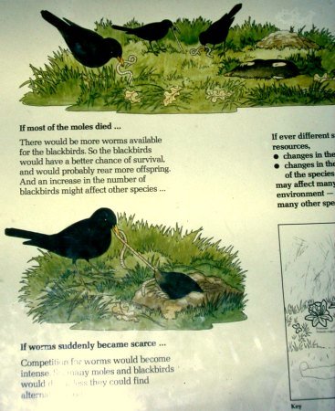 De merel en de mol