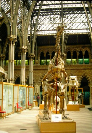 Oxford Museum