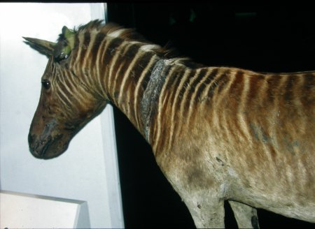 De laatste Quagga