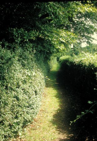 Sandwalk