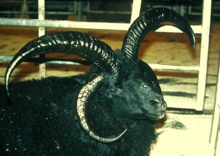 Schaap met 4 horens