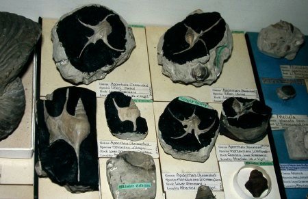 Sedgwick Museum