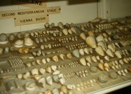 Sedgwick Museum