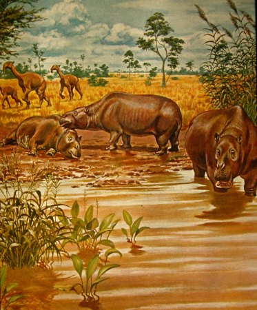 Taxodon