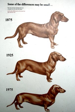 Evolutie van de tekkel