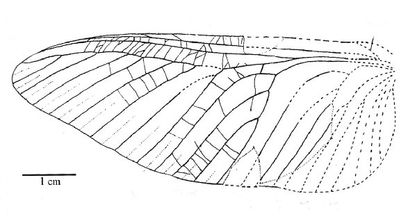Reconstructie Hasala inferiorsaxonica