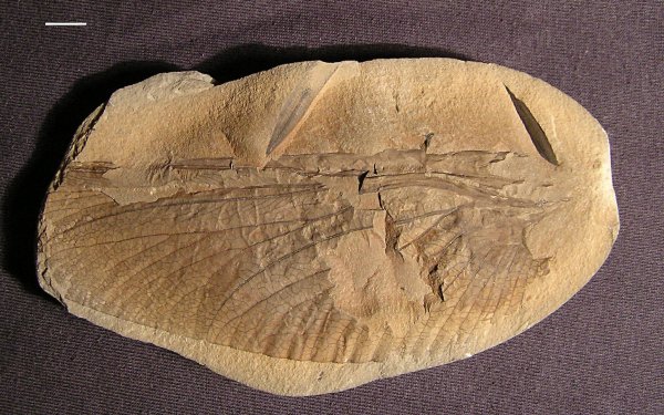 Anglopterum magnificum