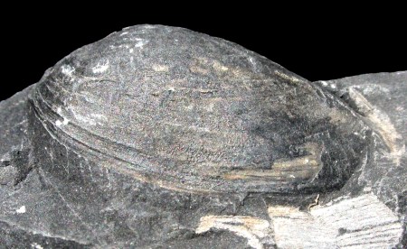 Anthracosia sp.