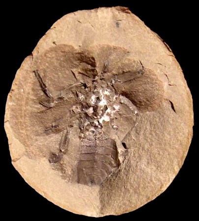 Anthracosiro