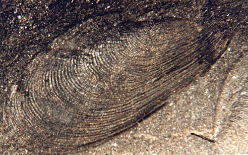 Anthraconauta minima