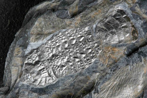Aphantomartus pustulatus