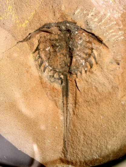 Bellinurus trilobitoides 