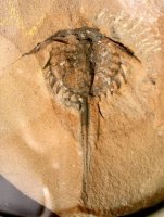 Bellinurus trilobitoides van Crockhey