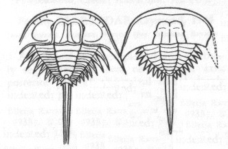 Belinurus sp.