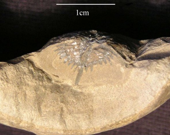 Bellinurus trilobitoides 