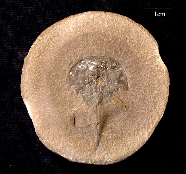 Bellinurus trilobitoides 