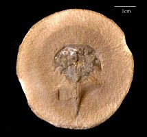 Bellinurus trilobitoides 