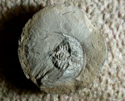 Bellinurus trilobitoides 