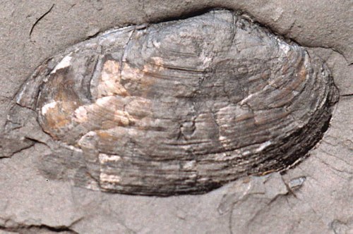 Carbonicola acuta