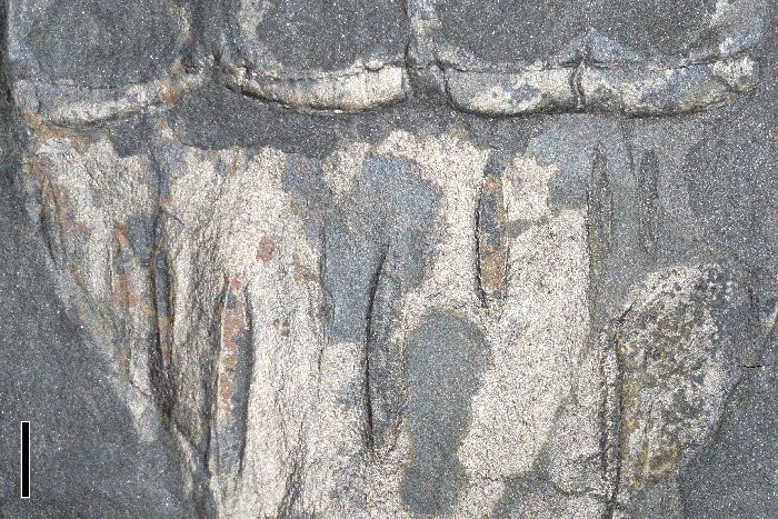 Detail van vorige foto