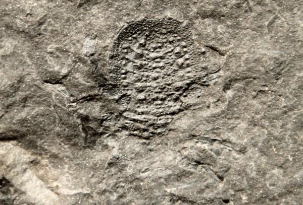 Eophrynus sp.
