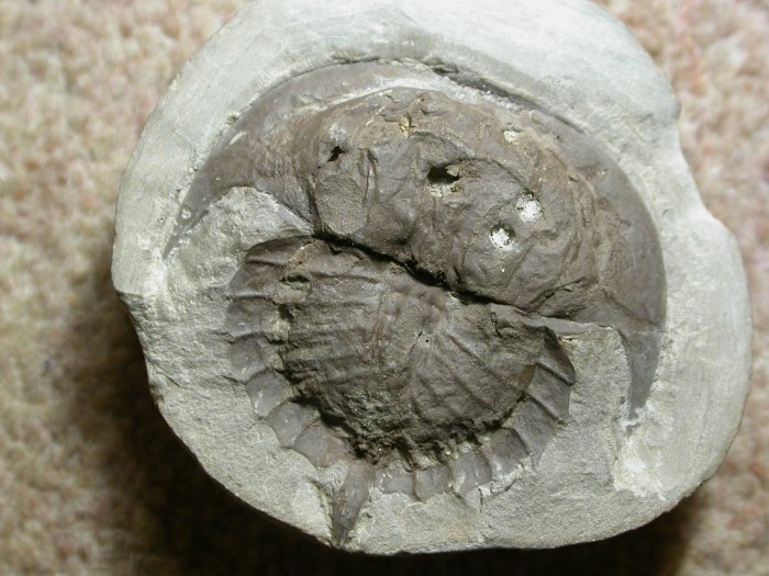 Euproops rotundatus