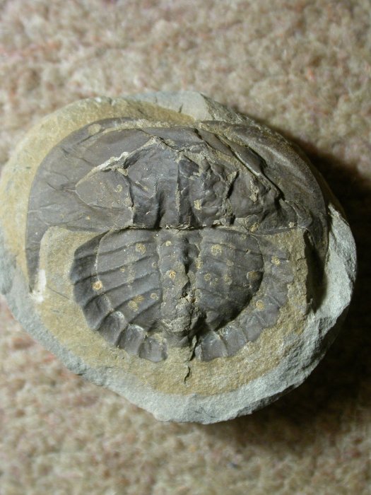 Euproops rotundatus