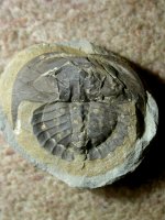 Euproops rotundatus