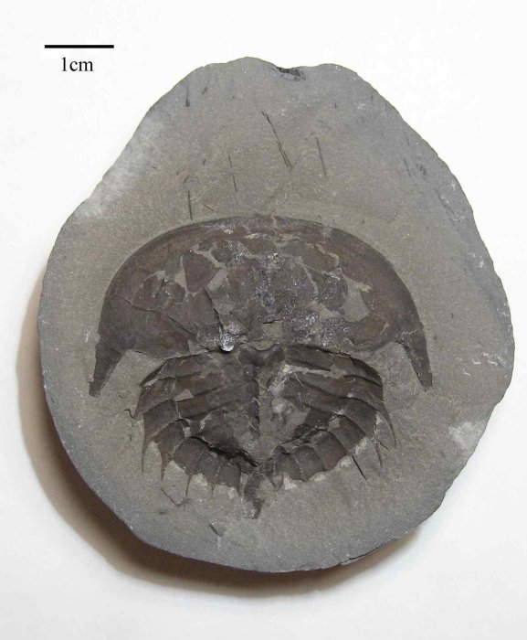 Euproops rotundatus