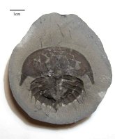 Euproops rotundatus