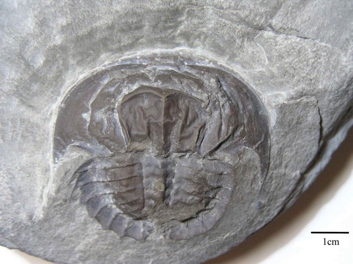 Euproops rotundatus