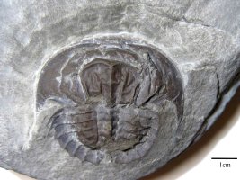 Euproops rotundatus