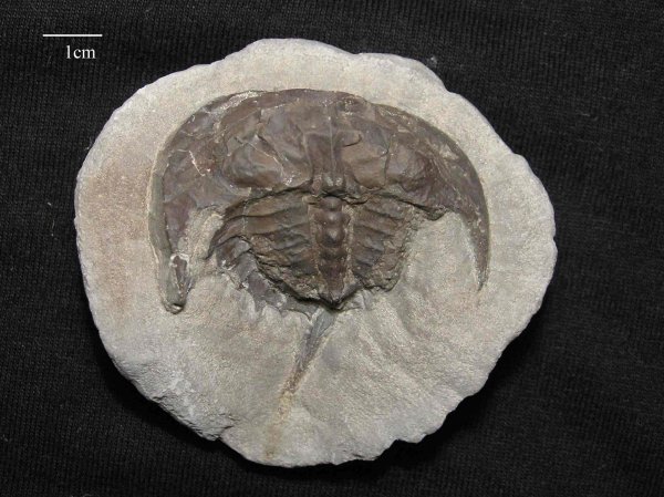 Euproops rotundatus