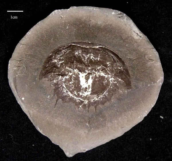 Euproops rotundatus