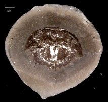 Euproops rotundatus