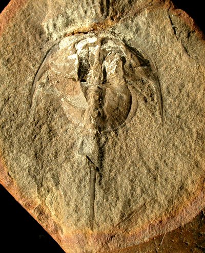 Euproops danae