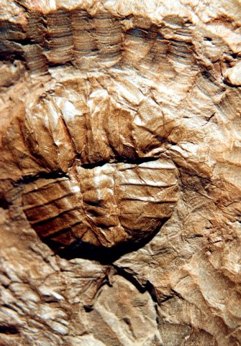 Euproops danae van Li&eacute;vin