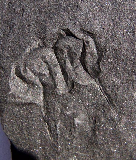 Euproops sp. van Ibbenb&uuml;ren