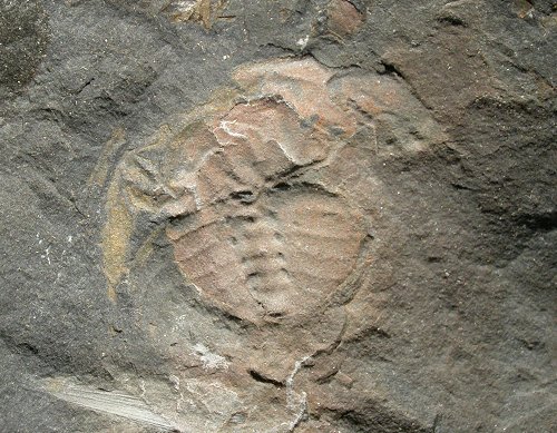 Euproops sp.