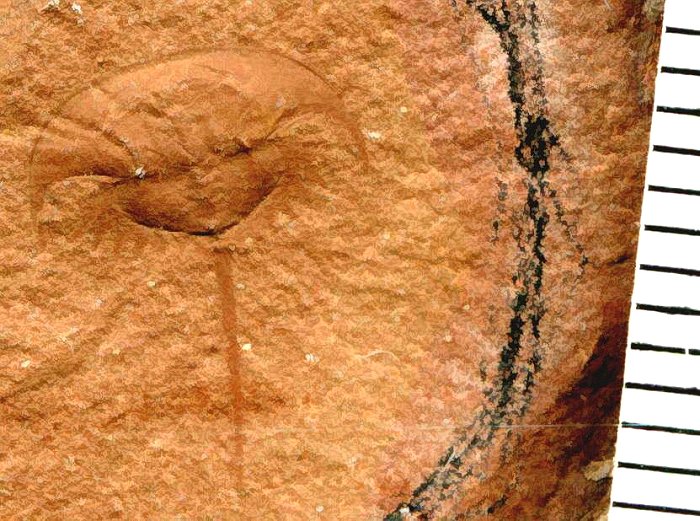 Eurpoops rotundatus