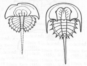 Euproops sp.