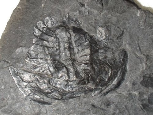 Euproops sp. van Eygelshoven