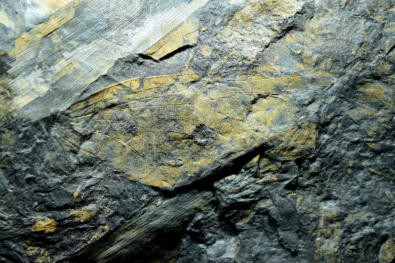 Hasala inferiorsaxonica