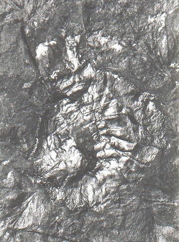 Maiocercus celticus