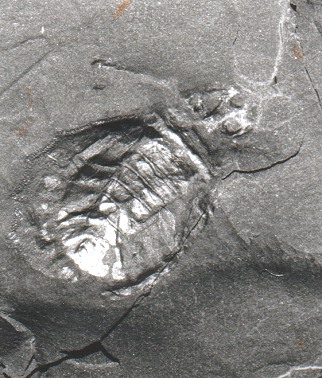 Maiocercus celticus