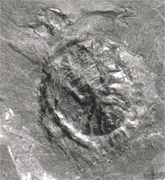Maiocercus celticus